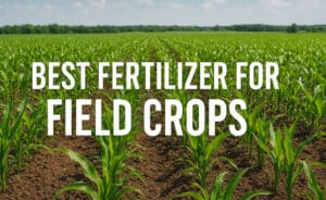 O Melhor Fertilizante para Culturas Arvenses