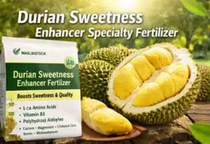 Fertilizante Especializado para Aumento do Doce do Durian