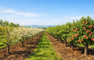 adubo especializado para árvores frutíferas