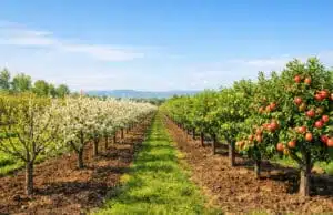 adubo especializado para árvores frutíferas