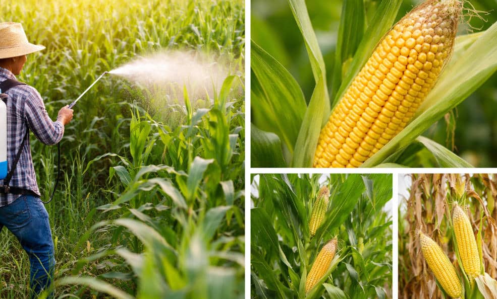 Corn Late Stage Specialty Fertilizer