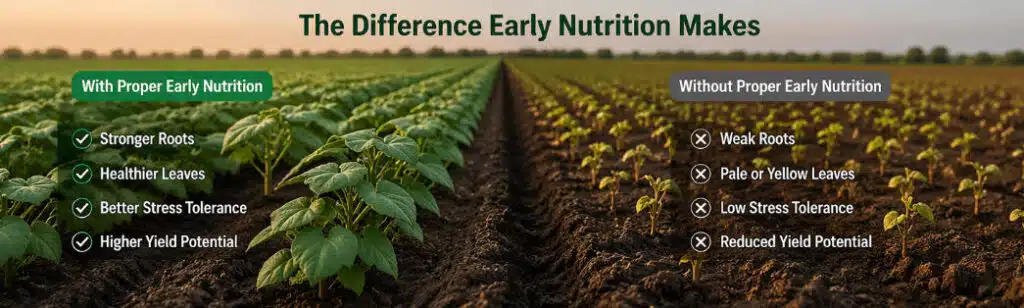 cotton nutrient management early stage