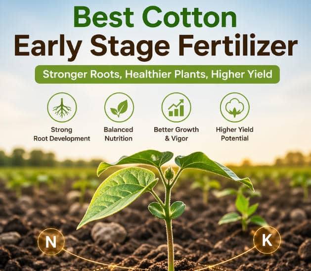 Best Cotton Early Stage Fertilizer