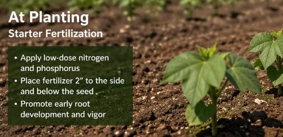 cotton fertigation guide