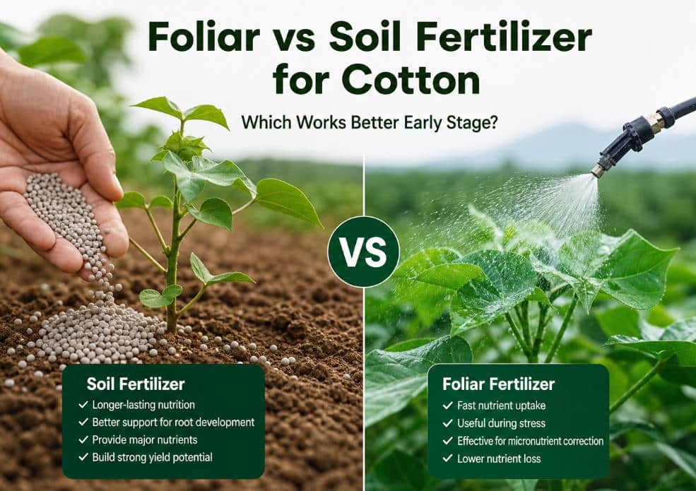 Foliar vs Soil Fertilizer for Cotton