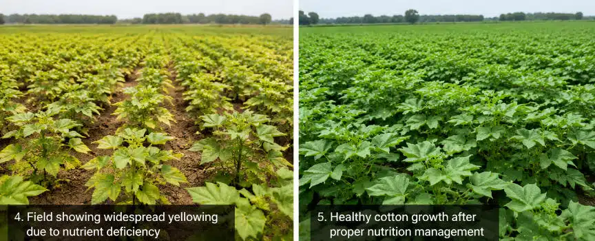 cotton nutrient deficiency symptoms