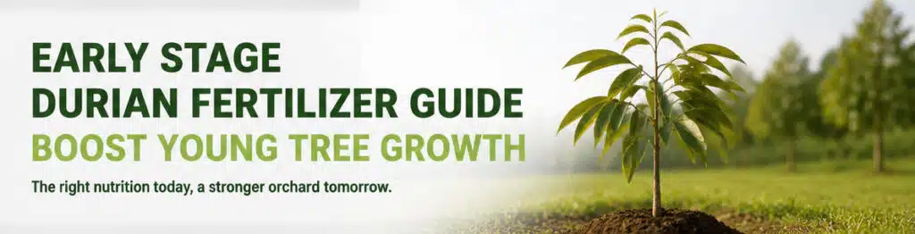 durian early stage fertilizer