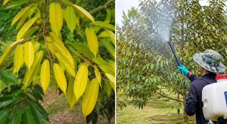 Durian Trees