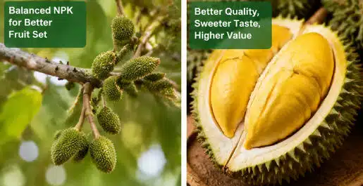 durian fruit quality fertilizer