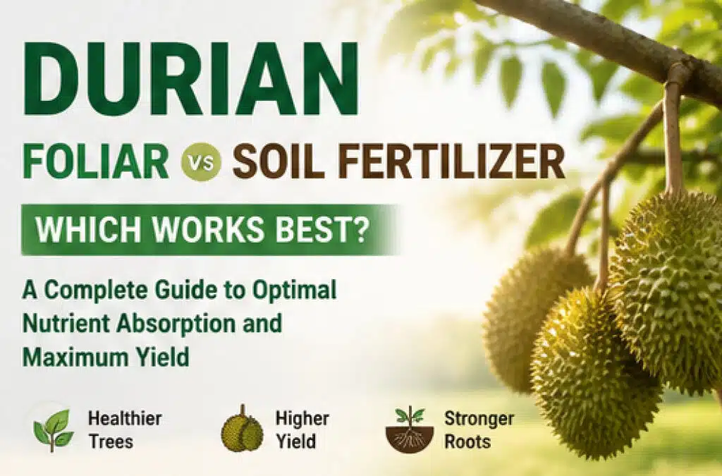 durian foliar fertilizer