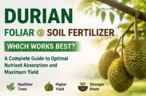 durian foliar fertilizer
