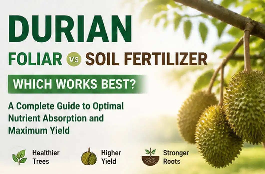 durian foliar fertilizer