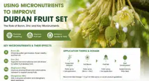durian micronutrients