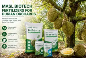 MASL durian fertilizer