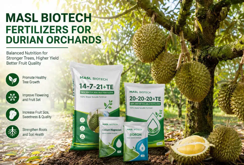 MASL durian fertilizer