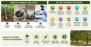 durian soil nutrient management