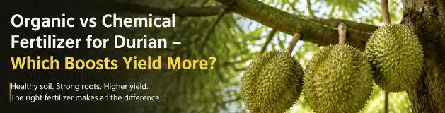 organic vs chemical durian fertilizer