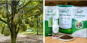 durian high yield fertilizer